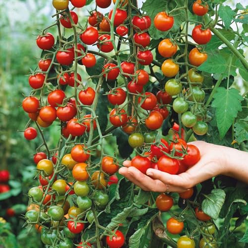 Waterfall Tomato Seeds - Non-GMO, High-Yield, Home Garden Gift (Waterfall Tomato Seeds)  
Waterfall Tomato Seeds - Heirl
