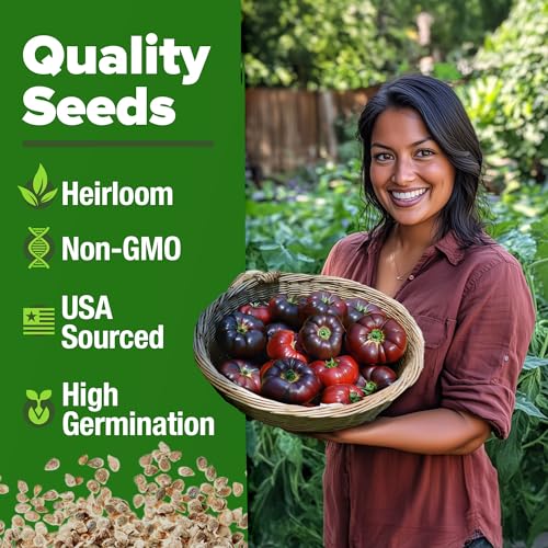 Cherokee Purple Tomato Seeds 2 Pack - Non-GMO USA-SOURCED, High Germination Rate - Heirloom Vegetable Seeds for Planting