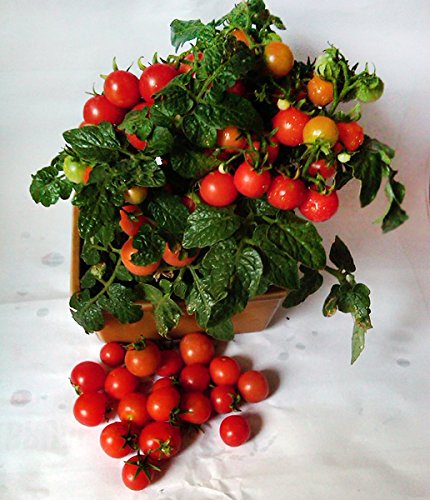 Dwarf Red Robin Tomato Seeds, Heirloom Non-GMO, Delicious
Dwarf Red Robin Tomato Seeds, Sweet, Low Acid
Dwarf Red Robin 